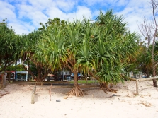  Pandanus tree