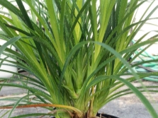  Growing pandanus at home