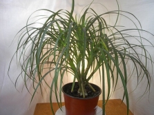  Home-grown pandanus