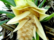  Pandanus virág