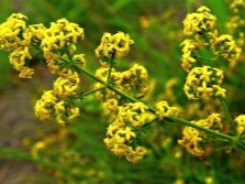  Bedstraw sárga virágokkal