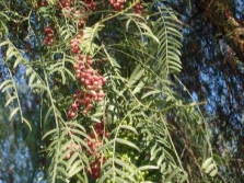  Branches of a pepper tree