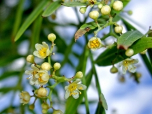  Pink Pepper Tree Flowers