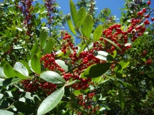  Pink pepper tree