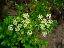  Flowered celery