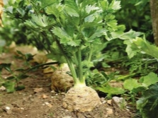  Celery Root