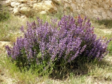  Spanish Salvia