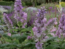  Clary Sage