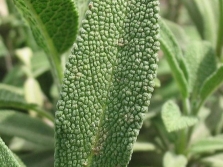  Sage leaves