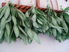  Sage Harvesting