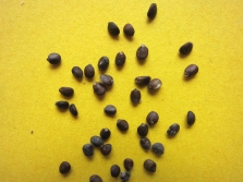  Sage seeds