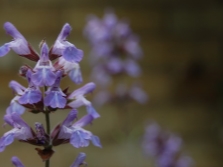  Sage flowers