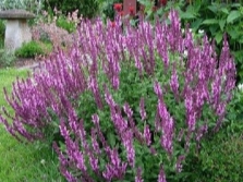  Sage in flower beds