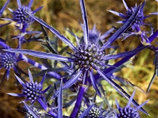  Eryngium Amethyst