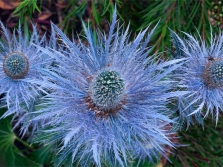  Eryngium Blue Jackpot