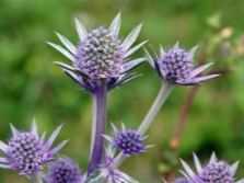  bourgeon eryngium