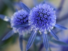  Eryngium planum