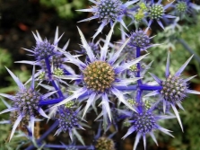  Eryngium or Eringium