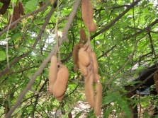  Tamarind leaves