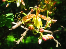  Tamarind bloom