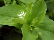  Woodlouse leaves