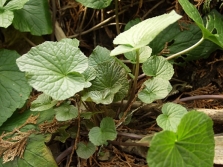  Wasabi stalks