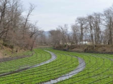  Wasabi di ladang besar