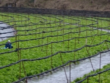  Farmed Wasabi