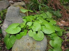  Wild wasabi