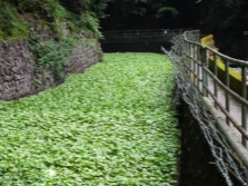  Wasabi Plantation