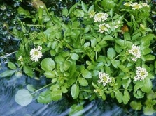  Zheruha growing along rivers