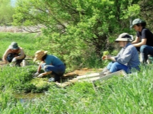  Packing and collecting watercress