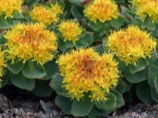  Golden root flowers