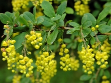  Barberry flowers