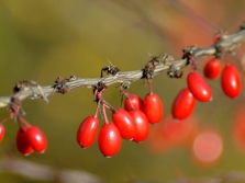  Barberry berries