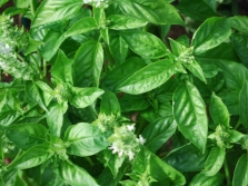  Basil Genoese