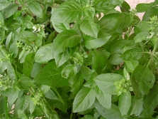  Provencal Basil