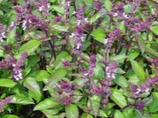  Mexican basil