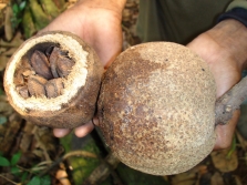  Brazil nut fruit