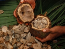  Brazil nut fruit