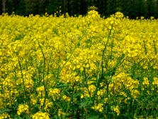  Type of plant white mustard