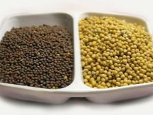  Seeds of Sarepta Mustard Brown and Yellow