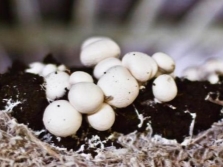  The first shoots of champignons grown in garden beds