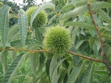  Crested Japanese Chestnut