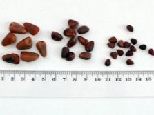  The size of pine nuts