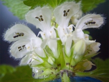  Nettle flowers