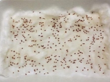  Sprouting cress seeds