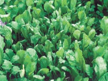  Garden cress or tsitsmat