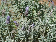  Toothed lavender