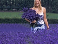  Collecting lavender